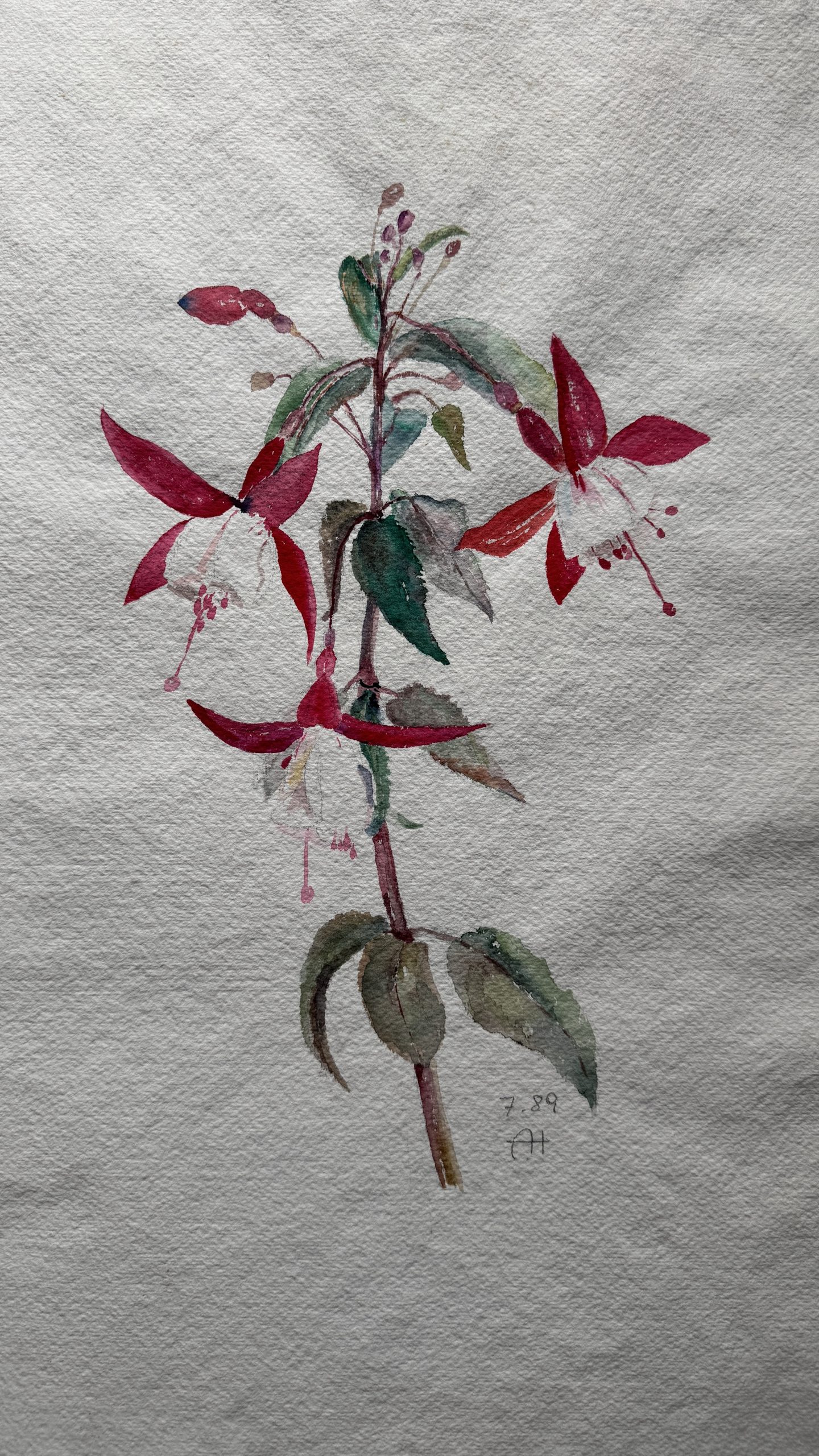 Monogrammist AH – Blumenskizze Fuchsie?